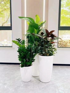 江北绿植出租公司